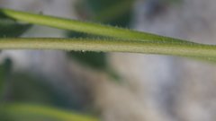 Mirabilis laevis retrorsa