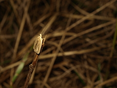 Agonopterix pallorella