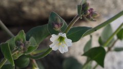Mirabilis laevis retrorsa