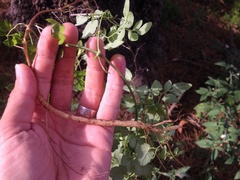 Eccremocarpus scaber