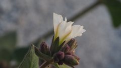 Mirabilis laevis retrorsa