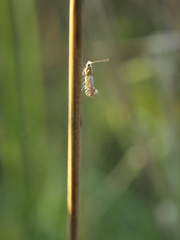 Phyllonorycter roboris