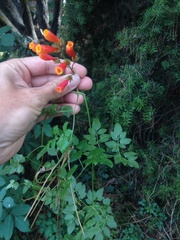 Eccremocarpus scaber