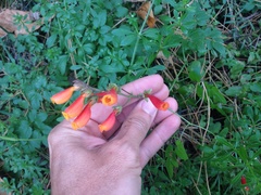 Eccremocarpus scaber