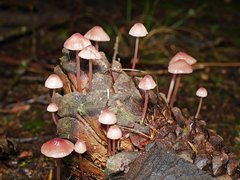 Mycena kuurkacea