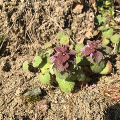 Lamium purpureum purpureum