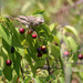 Prunus ilicifolia lyonii - Photo (c) Erica Fleniken, μερικά δικαιώματα διατηρούνται (CC BY-NC), uploaded by Erica Fleniken