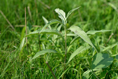 Persicaria lapathifolia lanata