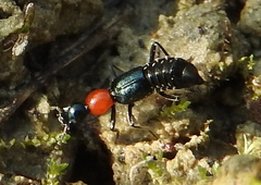 Paederidus ruficollis