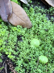 Callitriche peploides