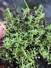 Callitriche peploides