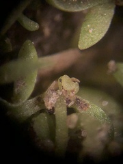 Callitriche peploides