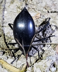 Eleodes spinipes ventricosus