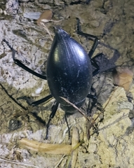 Eleodes spinipes ventricosus