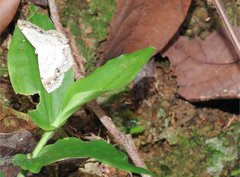 Scopula propinquaria