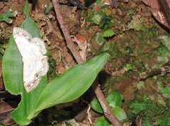 Scopula propinquaria