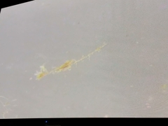 Bacillaria paxillifera