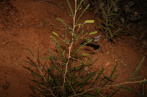 Image of Petalostylis cassioides by (c) Greg Tasney, some rights reserved (CC BY-SA)