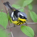 黑紋胸林鶯 - Photo (c) Andrew C，保留部份權利CC BY