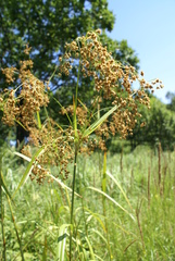 Scirpus lushanensis