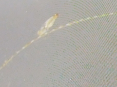 Bacillaria paxillifera