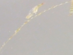 Bacillaria paxillifera