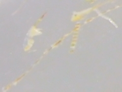 Bacillaria paxillifera