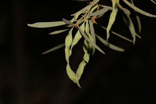 Image of Acacia cambagei by (c) Greg Tasney, some rights reserved (CC BY-SA)