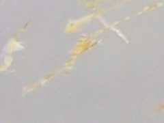 Bacillaria paxillifera