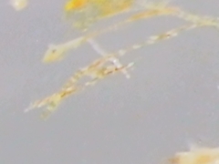 Bacillaria paxillifera