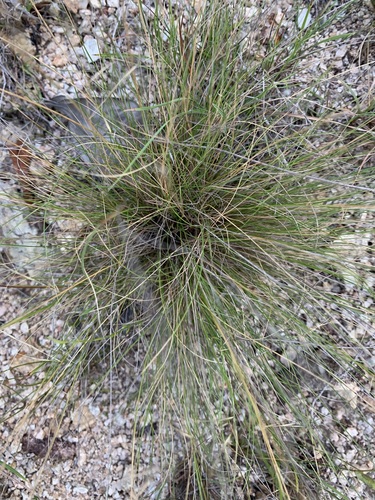 Aristida refracta