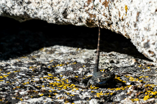 iNaturalist observation photo of Western Fence Lizard