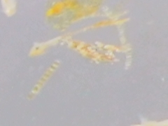 Bacillaria paxillifera