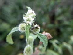 Hypancistrocerus advena