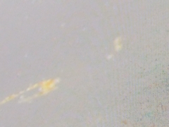 Bacillaria paxillifera