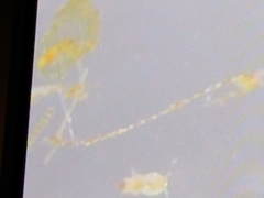 Bacillaria paxillifera