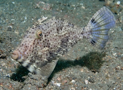 Pseudomonacanthus macrurus