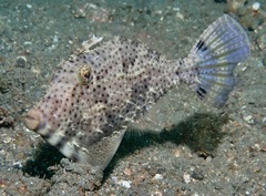 Pseudomonacanthus macrurus