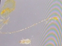 Bacillaria paxillifera