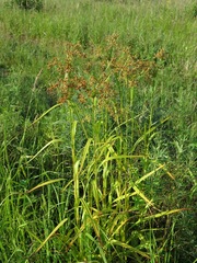 Scirpus lushanensis