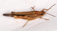 Aiolopus thalassinus dubius