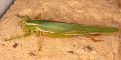 Listroscelidinae