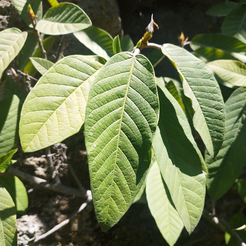 Ficus velutina from Tianguismanalco, Pue., México on September 27, 2023 ...