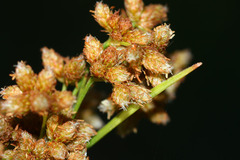 Scirpus lushanensis