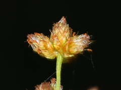 Scirpus lushanensis