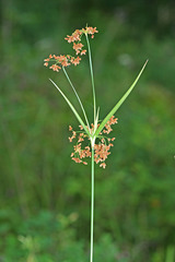 Scirpus lushanensis