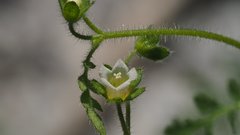 Eucrypta chrysanthemifolia bipinnatifida