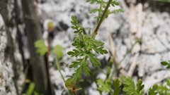 Eucrypta chrysanthemifolia bipinnatifida