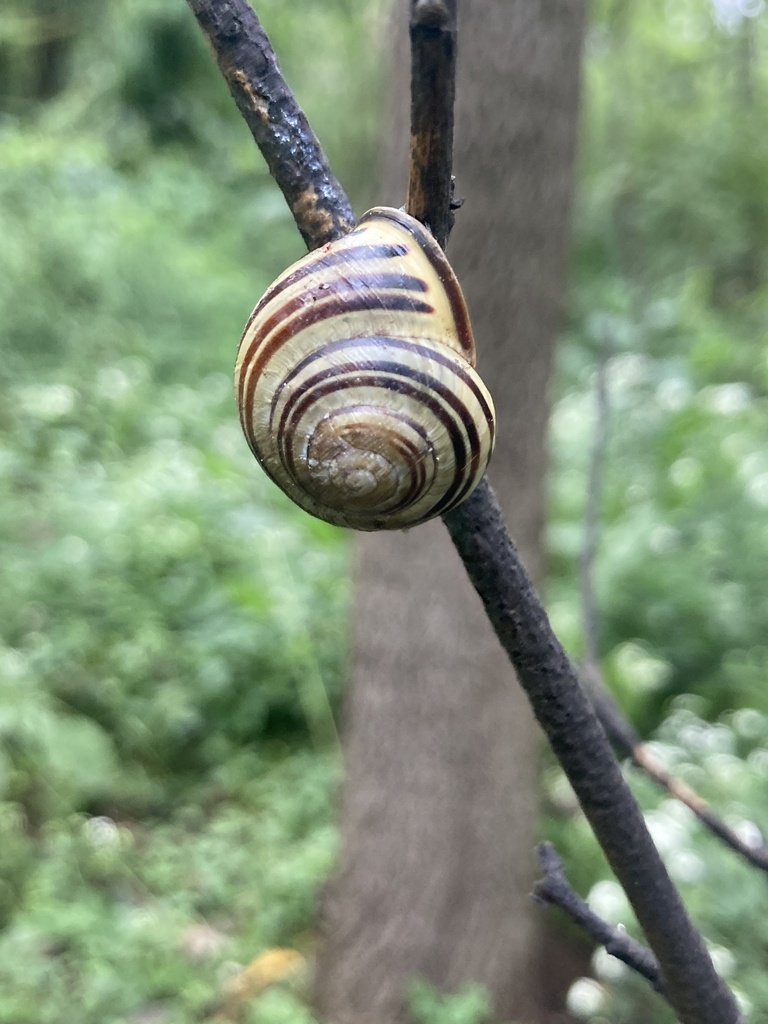 Brownlipped Snail from Kissena Corridor Park, New York, NY, US on