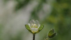 Eucrypta chrysanthemifolia bipinnatifida